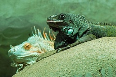 tierpark 07