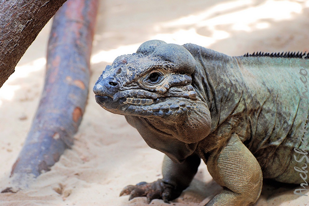tierpark 12