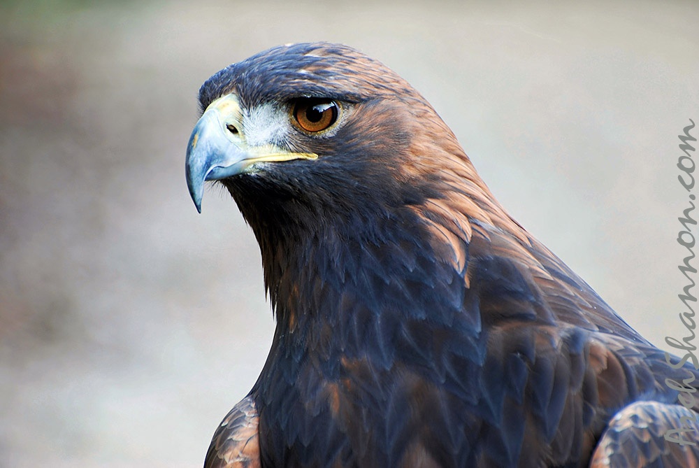 tierpark 21