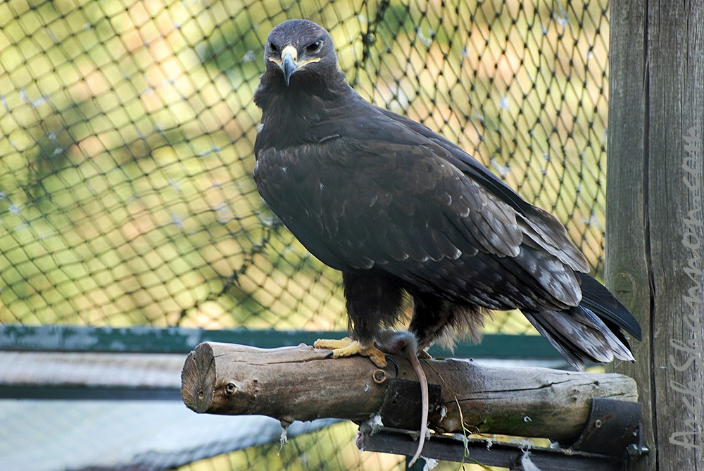 tierpark 25