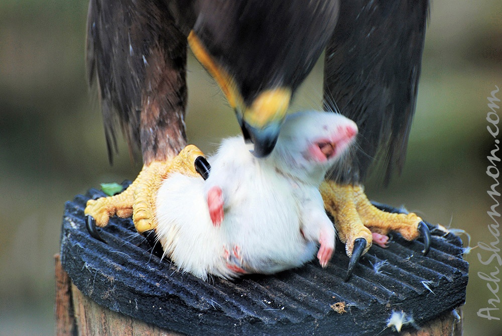 tierpark 30
