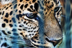 tierpark 45