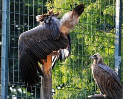 tierpark 46