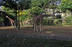 zoo koeln 017