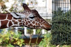 zoo koeln 115 (3173 Besuche) zoo koeln 115