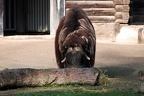 zoo koeln 125 (2941 Besuche) zoo koeln 125