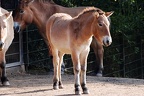 zoo koeln 163