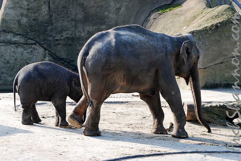 zoo koeln 166 - zoo_koeln_166.jpg zoo_koeln_166.jpg