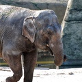 zoo koeln 168