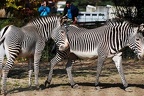 zoo koeln 205