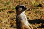 zoo koeln 268