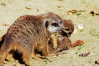 zoo koeln 274