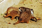 zoo koeln 281