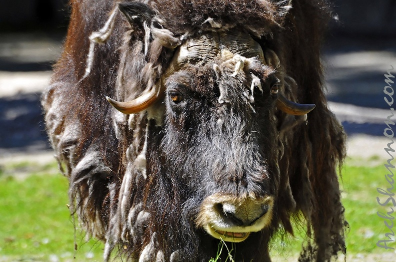 zoo koeln ii 010