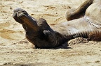 zoo koeln ii 106