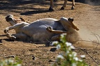 zoo koeln ii 114