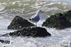 den haag seagulls 062
