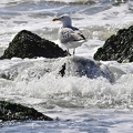 den haag seagulls 061