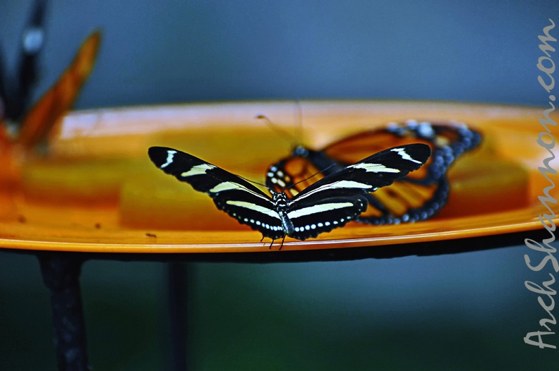 butterfly-02.jpg