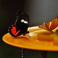 butterfly-03