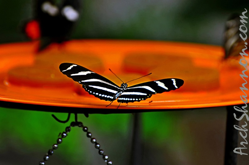 butterfly-07