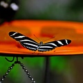 butterfly-07