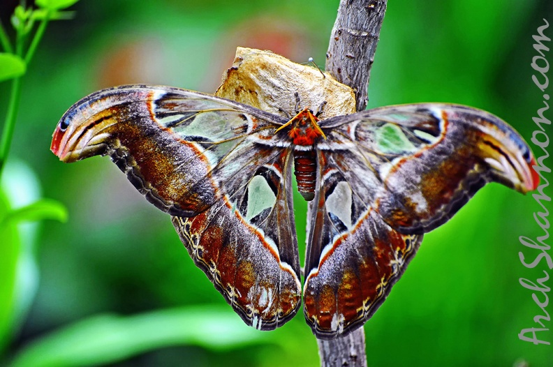 butterfly-10.jpg