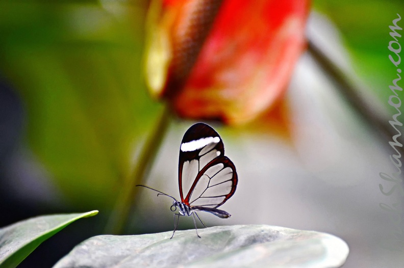 butterfly-13.jpg