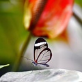 butterfly-13
