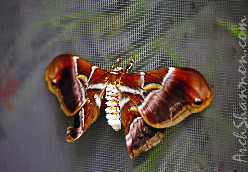 butterfly-15.jpg