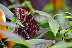 butterfly-17