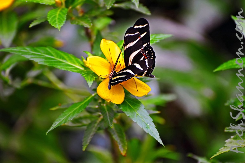 butterfly-23
