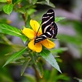 butterfly-23