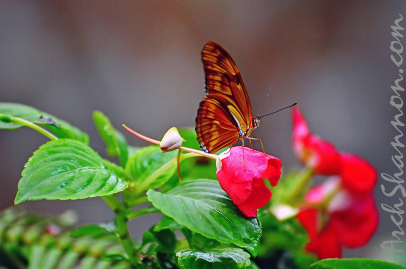 butterfly-31.jpg