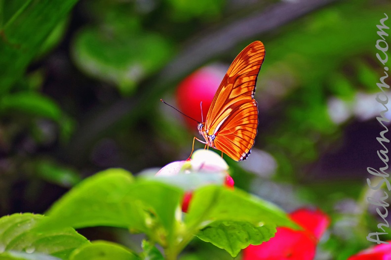 butterfly-30.jpg