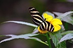 butterfly-34