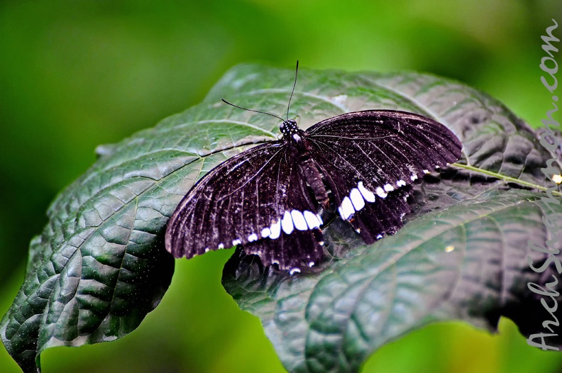 butterfly-33.jpg