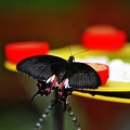 butterfly-43