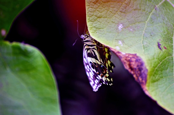 butterfly-44