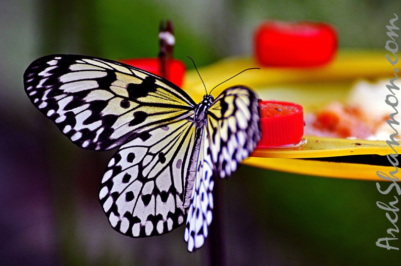 butterfly-42.jpg