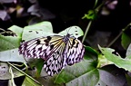 butterfly-47