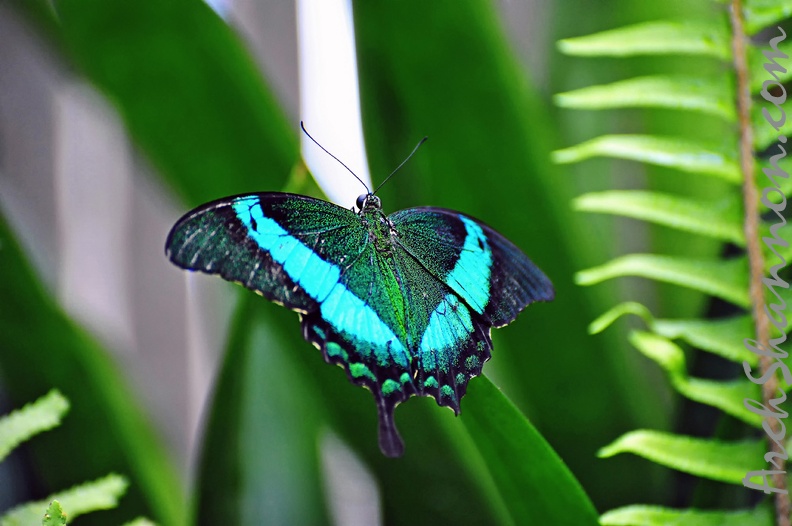 butterfly-46.jpg
