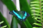 butterfly-46
