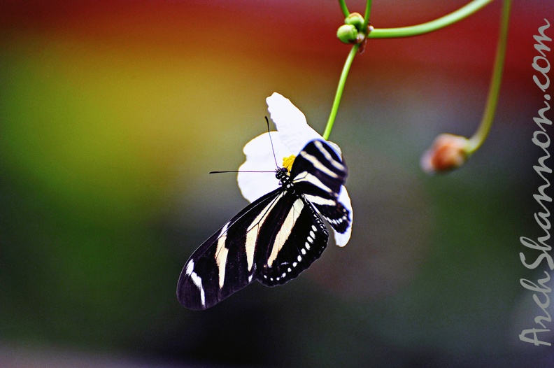 butterfly-49.jpg