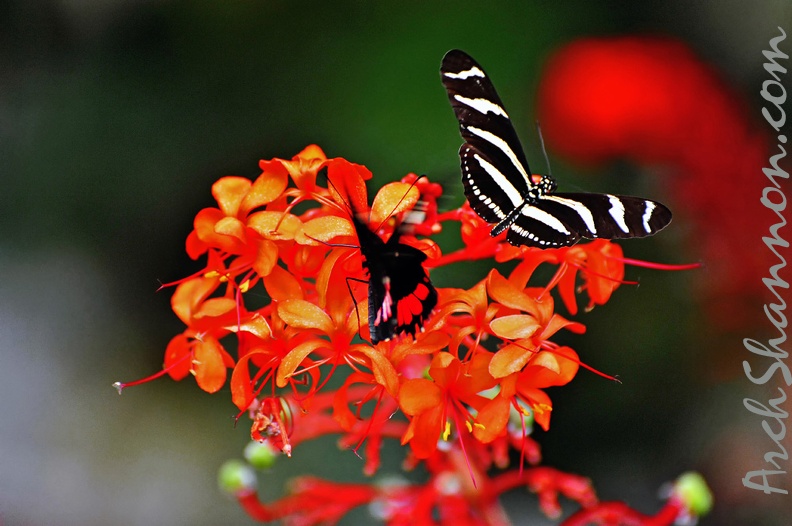 butterfly-56.jpg