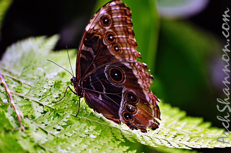 butterfly-58.jpg