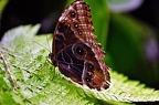 butterfly-58
