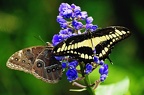 butterfly-60