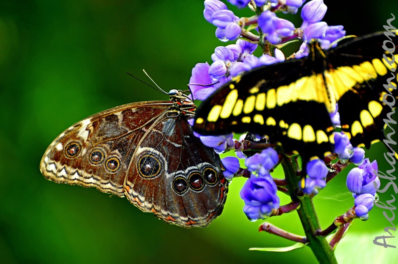 butterfly-61.jpg