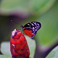 butterfly-63